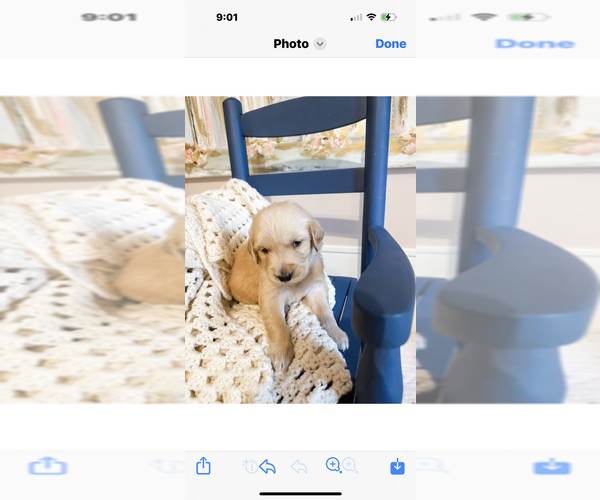 Medium Photo #1 Golden Retriever Puppy For Sale in SOMERVILLE, AL, USA