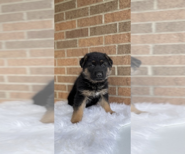 Medium Photo #2 German Shepherd Dog Puppy For Sale in MILLERSBURG, OH, USA