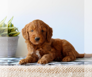 Goldendoodle Puppy for sale in LITITZ, PA, USA