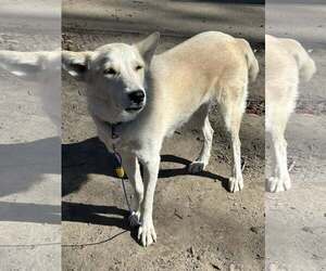 Unknown-white german shepherd Mix Dogs for adoption in Hoffman Estates, IL, USA