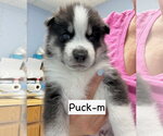 Small #2 Siberian Husky