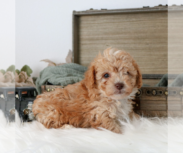Medium Photo #3 Cavapoo Puppy For Sale in ARTHUR, IL, USA
