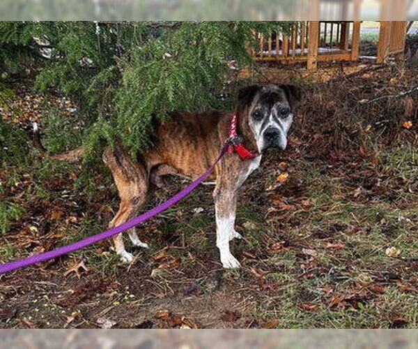 Medium Photo #1 Boxer Puppy For Sale in Burnsville, MN, USA