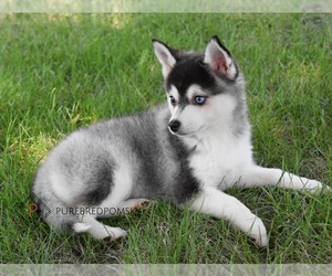 Pomsky Puppy for sale in KANSAS CITY, MO, USA