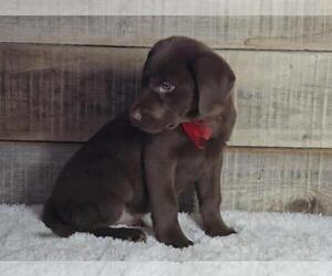 Labrador Retriever Puppy for sale in JASONVILLE, IN, USA