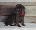 Image preview for Ad Listing. Nickname: Levi