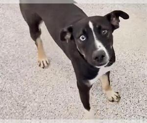 German Shepherd Dog-Unknown Mix Dogs for adoption in Houston, TX, USA