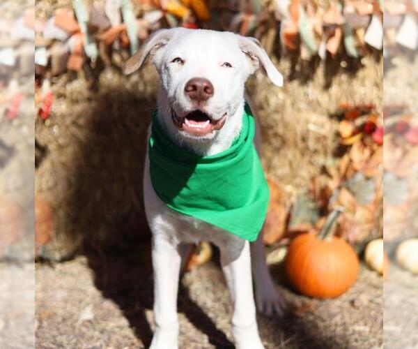 Medium Photo #1 American Staffordshire Terrier-Unknown Mix Puppy For Sale in San Antonio, TX, USA