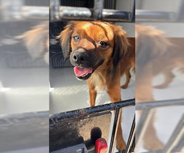 Medium Photo #1 Chihuahua Puppy For Sale in Houston, TX, USA