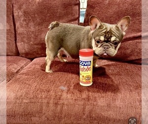 Mother of the French Bulldog puppies born on 01/30/2026