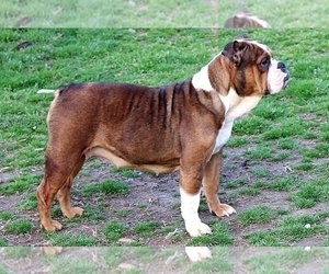 Mother of the Olde English Bulldogge puppies born on 10/16/2022