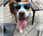 Small #9 Boxer Mix