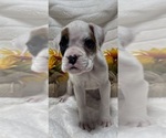 Small Photo #5 Boxer Puppy For Sale in PAWNEE CITY, NE, USA