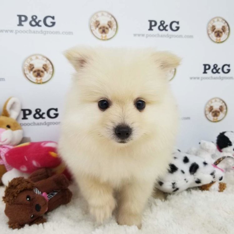 Medium Photo #1 Pomeranian Puppy For Sale in TEMPLE CITY, CA, USA