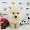 Small Photo #1 Pomeranian Puppy For Sale in TEMPLE CITY, CA, USA