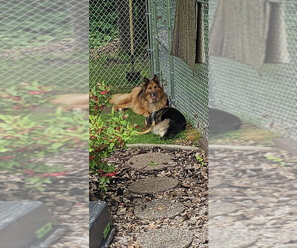 Medium Photo #7 Collie-German Shepherd Dog Mix Puppy For Sale in St. Cloud, MN, USA
