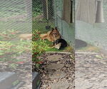 Small #6 Collie-German Shepherd Dog Mix