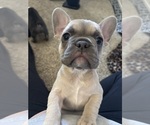Small #4 French Bulldog