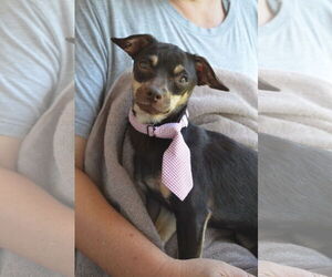 Chipin Dogs for adoption in McKinney, TX, USA