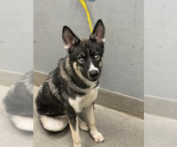 Medium Photo #1 Siberian Husky-Unknown Mix Puppy For Sale in Las Vegas, NV, USA