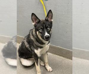Siberian Husky-Unknown Mix Dogs for adoption in Las Vegas, NV, USA
