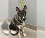 Small Siberian Husky Mix