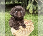 Small #1 Shih Tzu