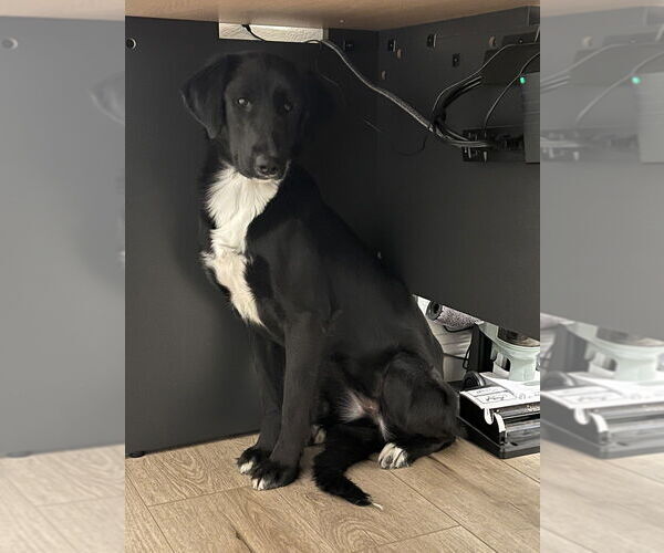 Medium Photo #1 Borador Puppy For Sale in Dana Point, CA, USA