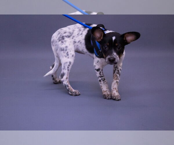 Medium Photo #5 Mutt Puppy For Sale in Princeton, MN, USA