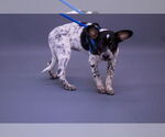 Small Photo #5 Mutt Puppy For Sale in Princeton, MN, USA