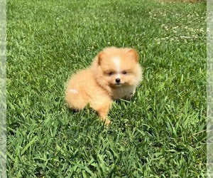 Pomeranian Puppy for sale in DAWSONVILLE, GA, USA
