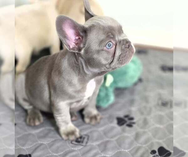 Medium Photo #1 French Bulldog Puppy For Sale in BOSTON, KY, USA