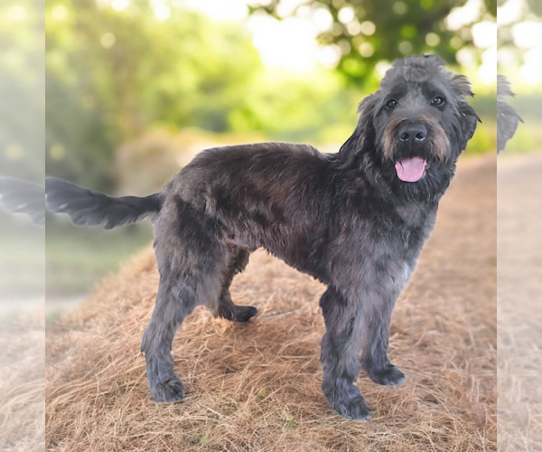 Medium Photo #1 Labrador Retriever Puppy For Sale in Mobile, AL, USA