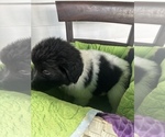 Small Photo #10 Newfoundland Puppy For Sale in HERTFORD, NC, USA