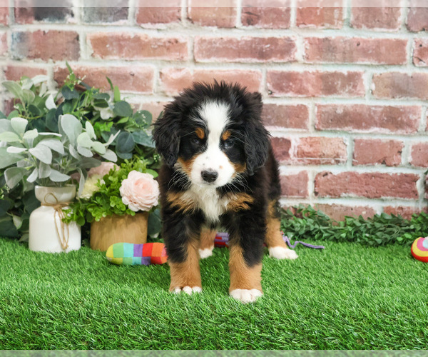 Medium Photo #4 Bernese Mountain Dog Puppy For Sale in SYRACUSE, IN, USA