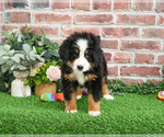 Small #3 Bernese Mountain Dog