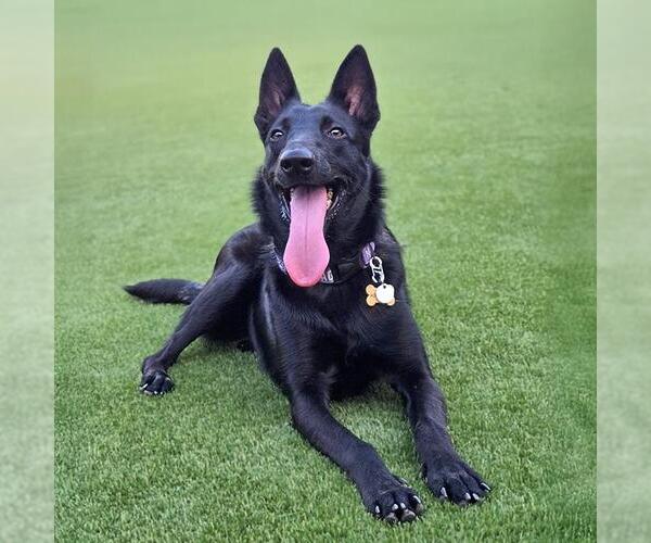 Medium Photo #13 German Shepherd Dog-Whippet Mix Puppy For Sale in San Diego, CA, USA