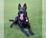 Small #12 German Shepherd Dog-Whippet Mix
