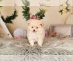 Small Photo #11 Pom-A-Poo Puppy For Sale in WARSAW, IN, USA