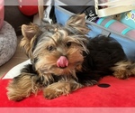 Small Photo #9 Yorkshire Terrier Puppy For Sale in VALRICO, FL, USA