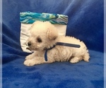 Small Photo #9 Poodle (Toy) Puppy For Sale in SAFFORD, AZ, USA