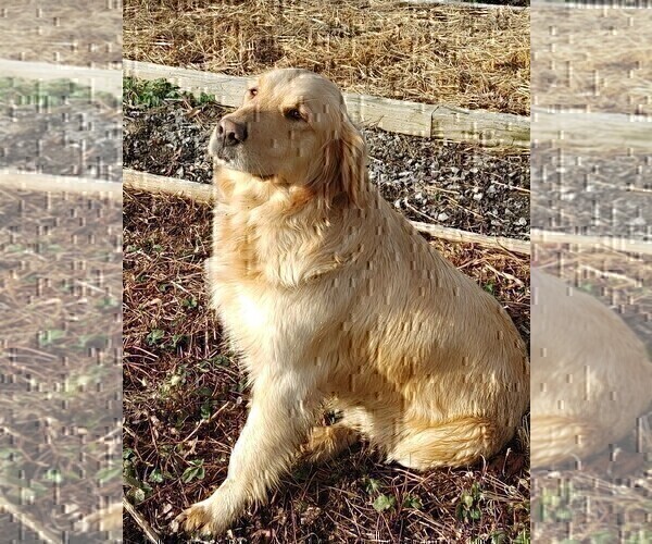 Medium Photo #1 Golden Retriever Puppy For Sale in SENECA FALLS, NY, USA