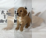 Small #1 Golden Retriever