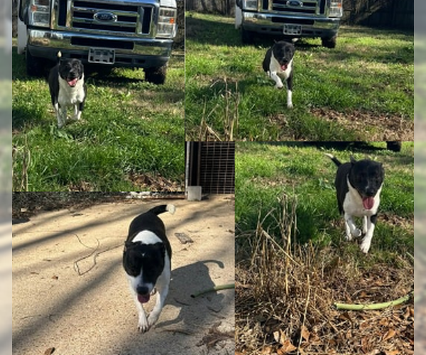 Medium Photo #2 - Mix Puppy For Sale in Jackson, MS, USA