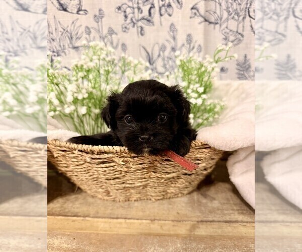 Medium Photo #1 ShihPoo Puppy For Sale in MOUNT OLIVE, NC, USA