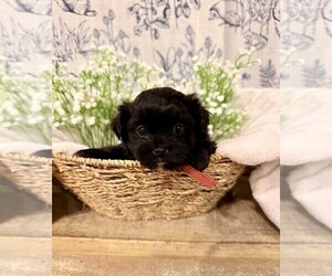 ShihPoo Puppy for sale in MOUNT OLIVE, NC, USA