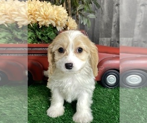 Cavachon Puppy for sale in CANOGA, NY, USA