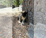 Small Photo #3 Akita-Alusky Mix Puppy For Sale in SAN JACINTO, CA, USA