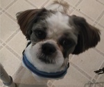 Small #4 Shih Tzu
