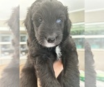 Puppy Ray Aussiedoodle